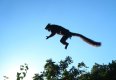 Lemure makako salto